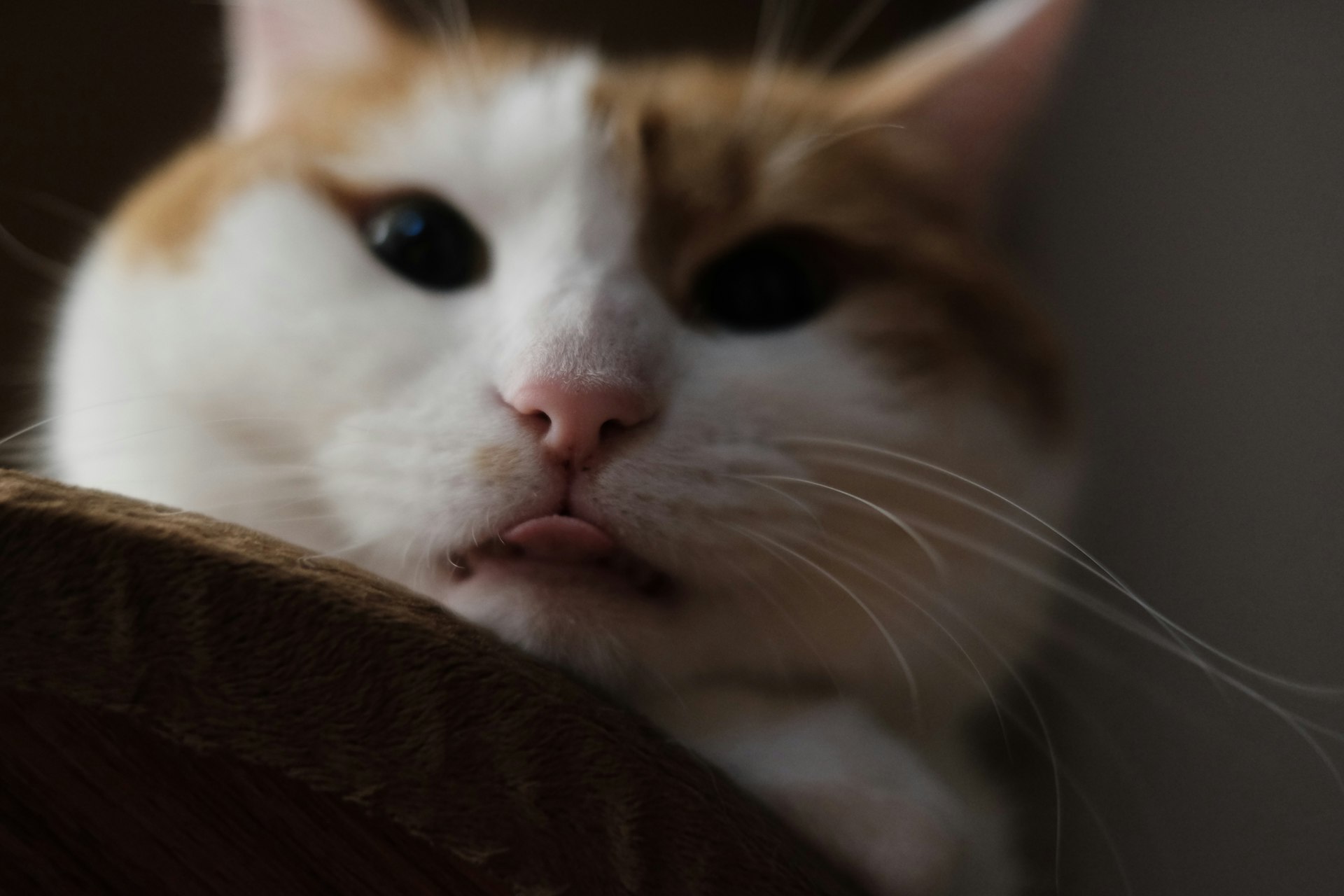 white and orange cat on brown textile